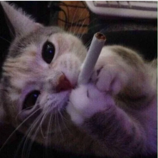 кот сигарой, кот сигаретой, котик сигаретой, мем кот сигаретой, котенок сигаретой