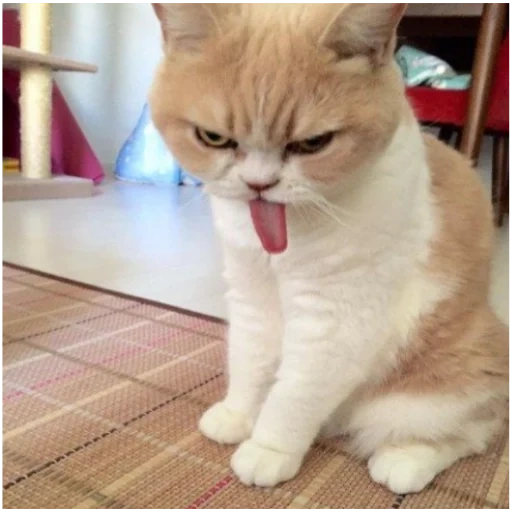 кот, злой кот, кот коюки, недовольный котик, самый сердитый кот