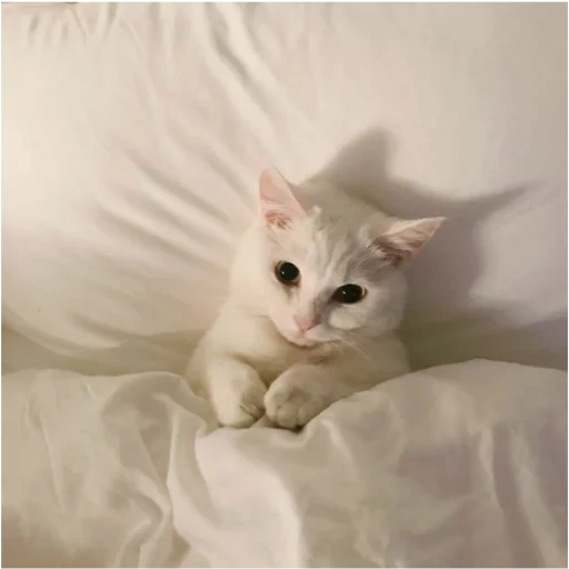 кошка, кошки милые, белая кошка, белый котенок, милый белый кот