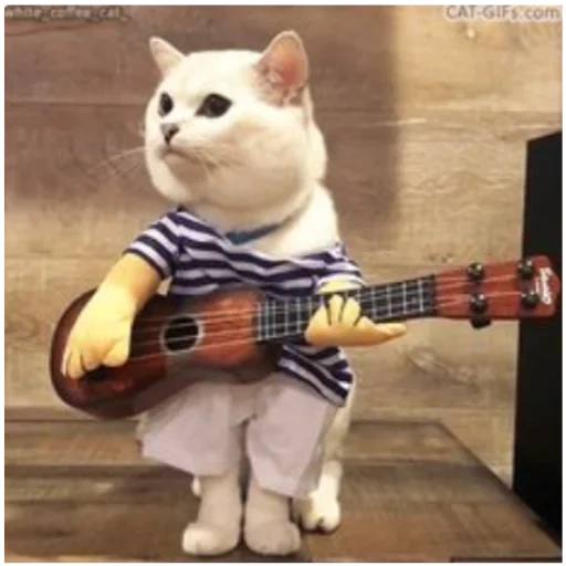 кот кот, кот гитарой, котик гитарой, кот играющий гитаре, cat tom can play the guitar