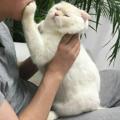 кот, котики, атань кот, животные домашние, petting aesthetic