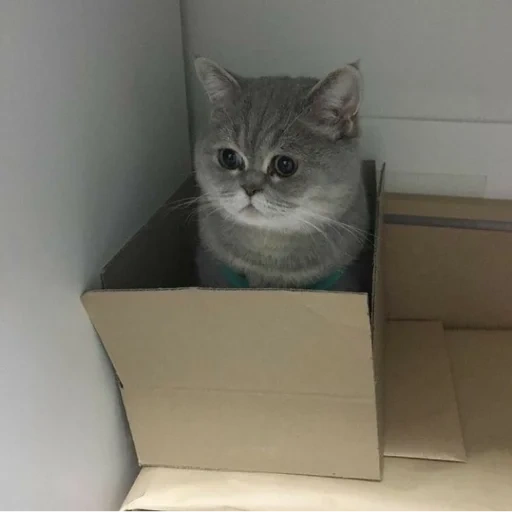 кот, котэ, кошка, кошечка, кот картонной коробке