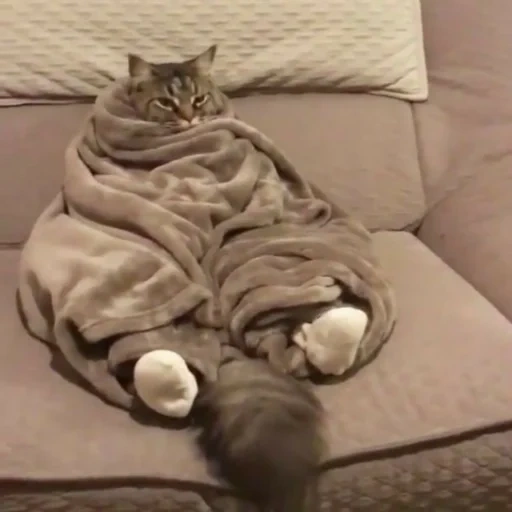 кот, кот одеяле, кот всратый, смешные кошки, милые котики смешные