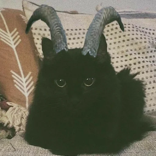 black cat, кот сатана, кот рогами, котики смешные, граф мрякула кот
