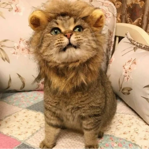 кот, кошка, кот лев, пушистый, комнатный лев
