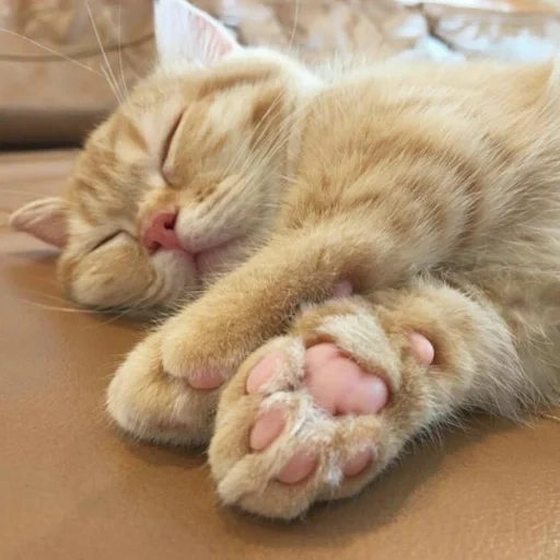 кот, коты, кошка, котики, пушистых снов котик
