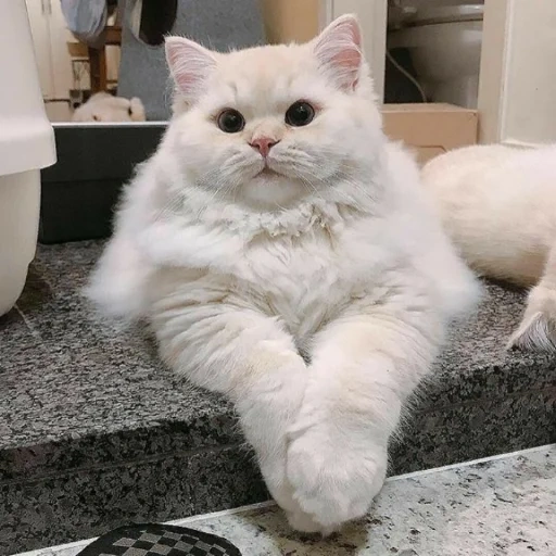 белая кошка, пушистый кот, пушистый котик, толстый белый кот, кошка белая пушистая