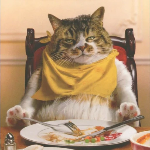кот еда, сытый кот, кот кушает, кот за столом, обожравшийся кот