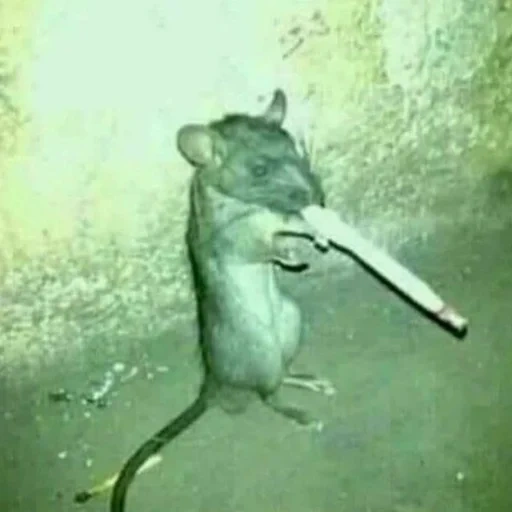 курящая мышь, курящая крыса, мышь сигаретой, крыса сигаретой, крыса сигаретой мем