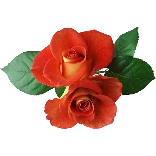 лист розы, оранжевые розы, цветы отдельные, роза срезочная оранж, оранжевая роза прозрачном фоне