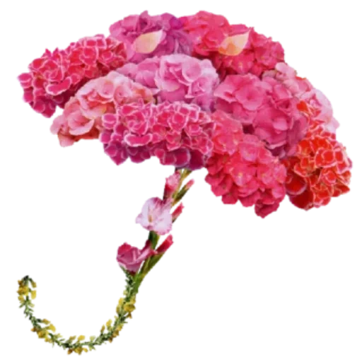 цветы гвоздики, розовая гортензия, гортензия кокин пинк, гвоздика каскад букет, крупнолистная гортензия
