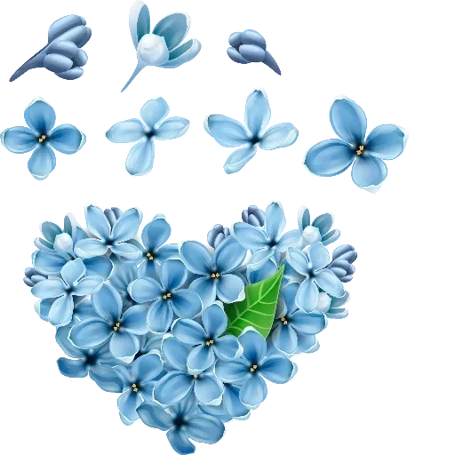 голубые цветы, цветок незабудка, голубая незабудка, голубые цветы белом фоне, синие цветы прозрачном фоне