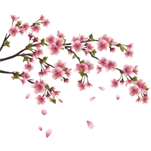 ветка сакуры, сакура японская, цветение сакуры, сакура белом фоне, ветка сакуры прозрачном фоне