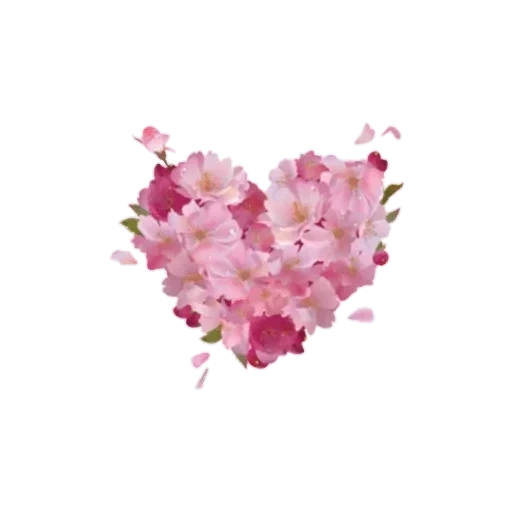 цветы сердце, розовые цветы, сакура белом фоне, розовые цветы рисунок, акварельное сердце цветами