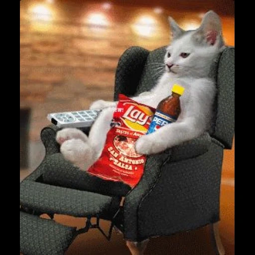 gato, o gato é humor, chips de gato, gatos engraçados, filmes de terror engraçados de gatos