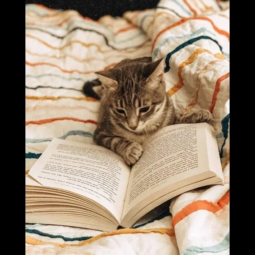 кот, кошка, котик читает, животные милые, книги про кошек