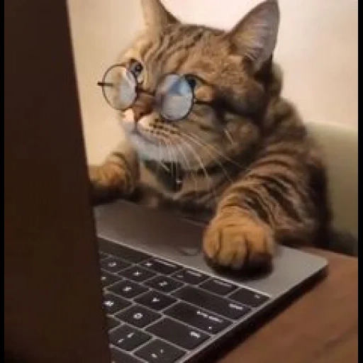 cat, die katze, hecker cat, katzen sind lustig, die katze hinter dem computer