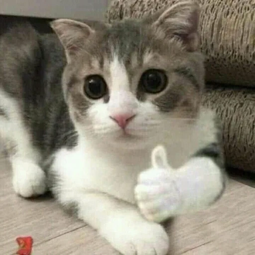 gatto, i gatti sono divertenti, meme di gatti carini, i gatti carini sono divertenti, kitty sono gatti divertenti