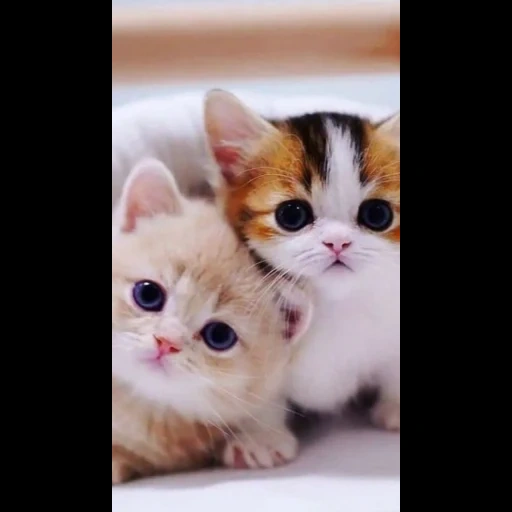 chat mignon, les chatons sont mignons, charmant phoque, félins, cat and kitten