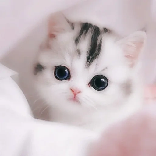 lovely cat, lovely seal, cats are cute, the cutest cat, a charming kitten