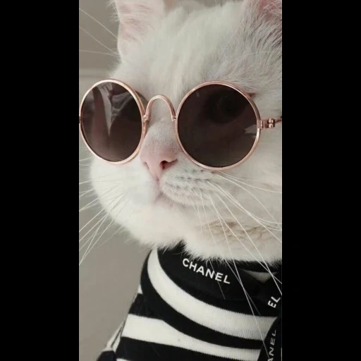 cat, caméras, wattpad, caméras, cool cat