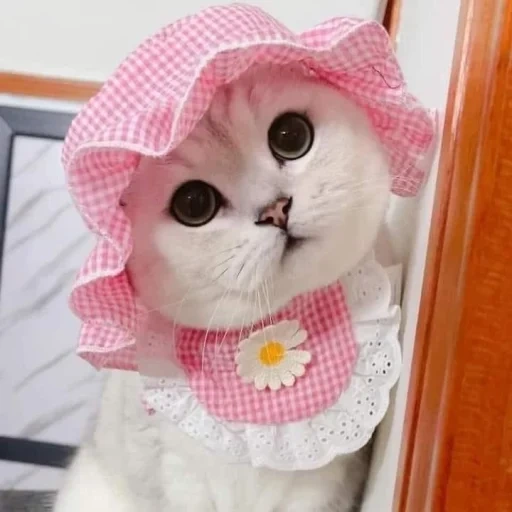 gatos, gatos, gato favorito, lindos gatinhos de chapéus, um chapéu rosa de gato