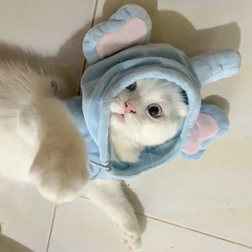 kucing pam, kucing nyachny, cat mimimi, kucing lucu, hewan hewan itu lucu