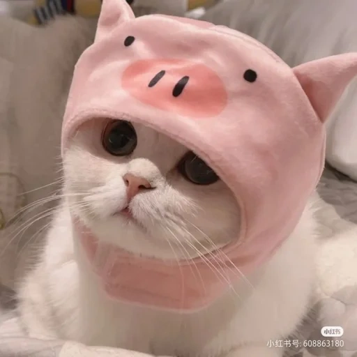 gatto, gatto, gatti carini, cappello da gattino, un simpatico cappello da gatto