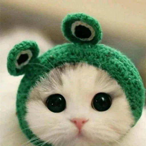hat cat, kitty's head, cute cat hat, cat-headed frog, cute cat hat
