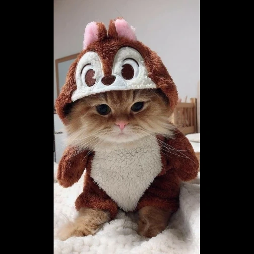 коты, котик, кот шапке, котик шапочке, милые смешные котики