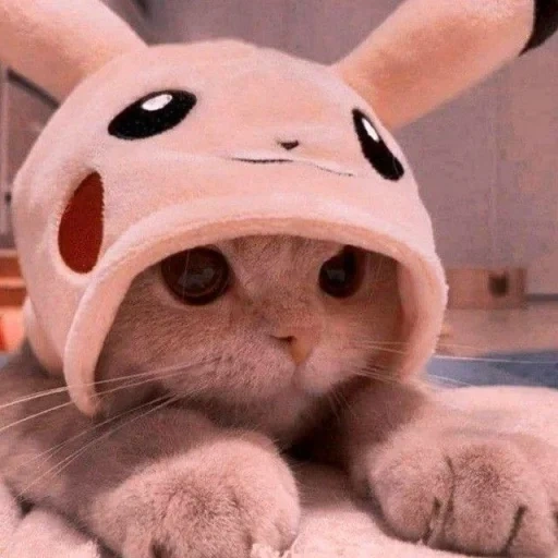 kucing, kucing lucu, topi kitty, topi kucing yang lucu, foto kucing lucu