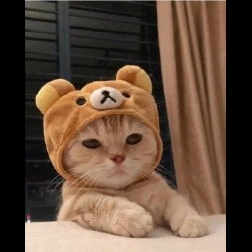 lovely cat, lovely seal, cute cat headgear, the cutest animal, cute seal pictures