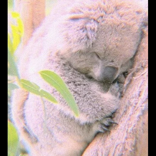 коала, я коала, нос коалы, мишка коала, коала животное