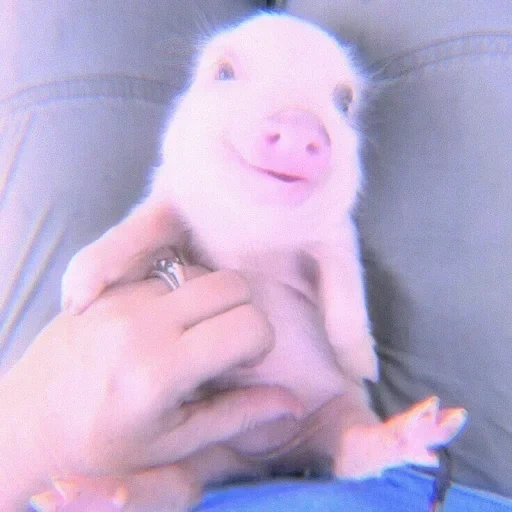 мини пиг, свинья милая, минипиг лысый, свинка мини пиг, маленькая свинка
