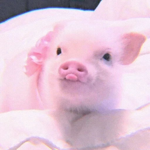 мини пиг, поросенок милый, свинка мини пиг, домашняя свинья, маленькая свинка