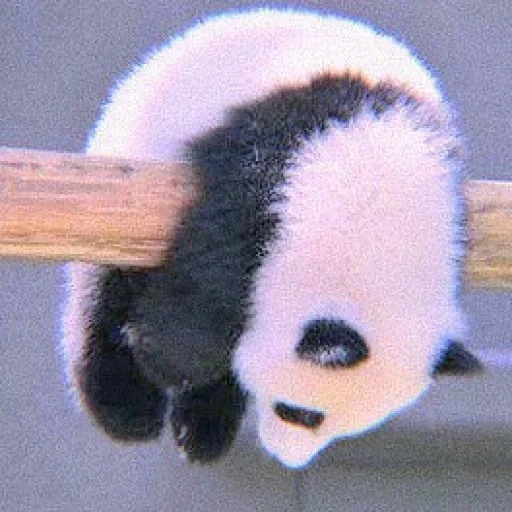 панды, пандочка, панда детеныш, милые пандочки, маленькие пандочки