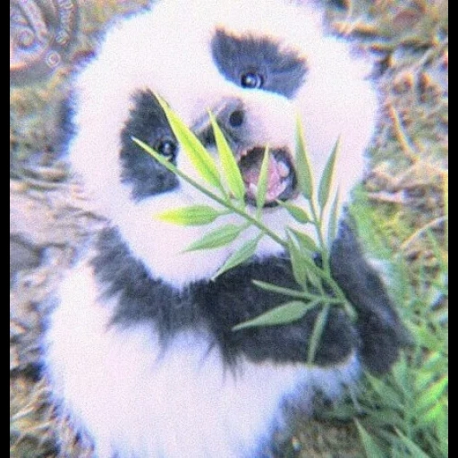 панда, панда милая, милые пандочки, пушистая панда, панда маленькая