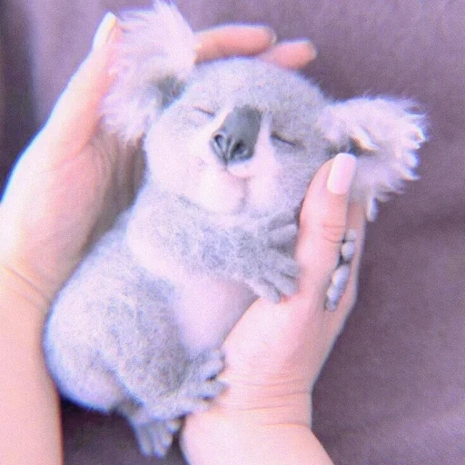 коала, детеныш коалы, животное коала, пушистая коала, коала мягкая игрушка