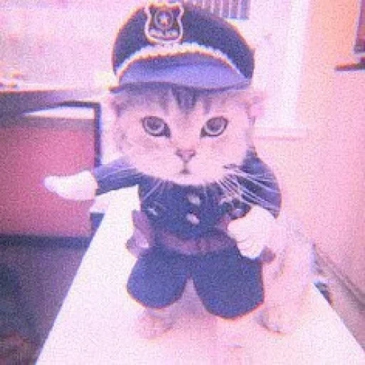 кот, котик кепке, кошка кепке, кот полицейский, кот полицейской форме