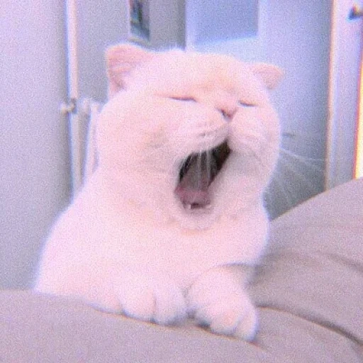 кот, кошка, зевающий котик, милый котик мем, белый кот зевает