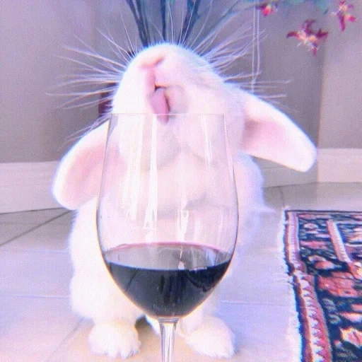 кролик, заяц вином, веселый кролик, кролик смешной, кролик алкоголик