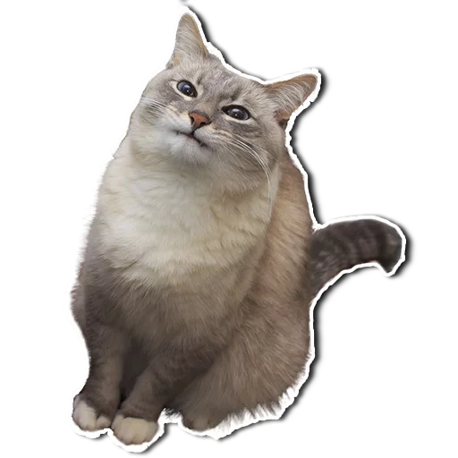 gatos, memes de gatos, fundo transparente de gato engraçado, gatos engraçados com fundo transparente