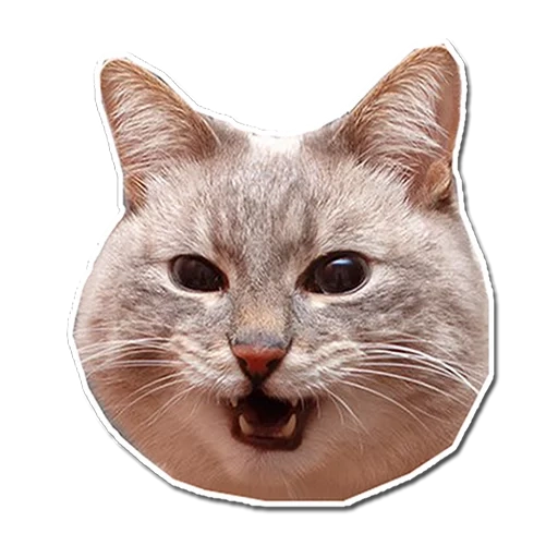 face de chat, 128x128 chats, seal 512x512