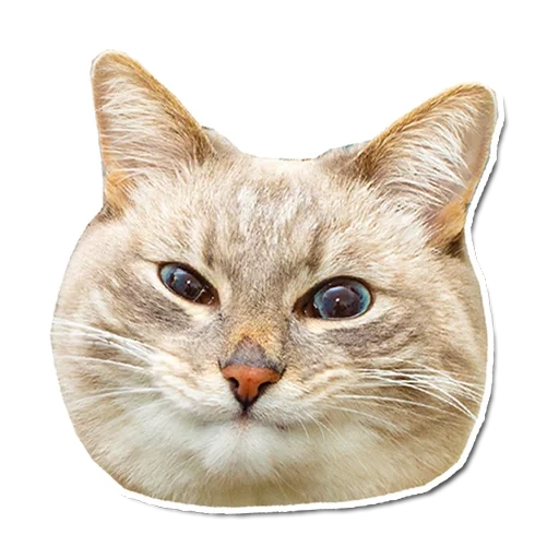 kepala kucing, wajah kucing, kepala kucing, seal 512x512