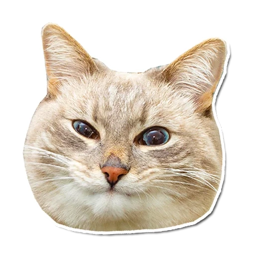 the cat head, the cat face, the cat head, seal 512x512