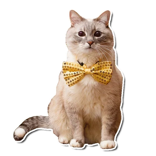 félins, cats, sir cat, omüller cat, décoration de chat