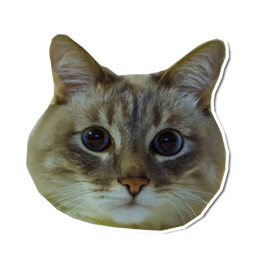 kotonchik, the cat face, seal 512x512