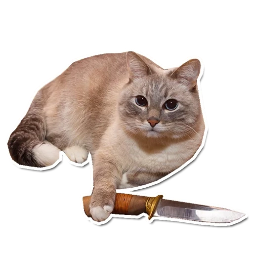 cat, cat, sir cat, knife cat