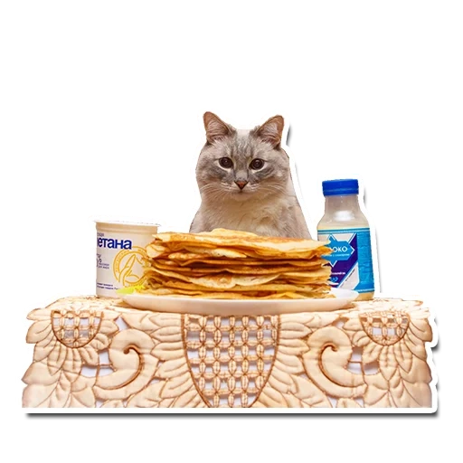 kucing, pilihan, kucing pancake, kucing maslenitsa