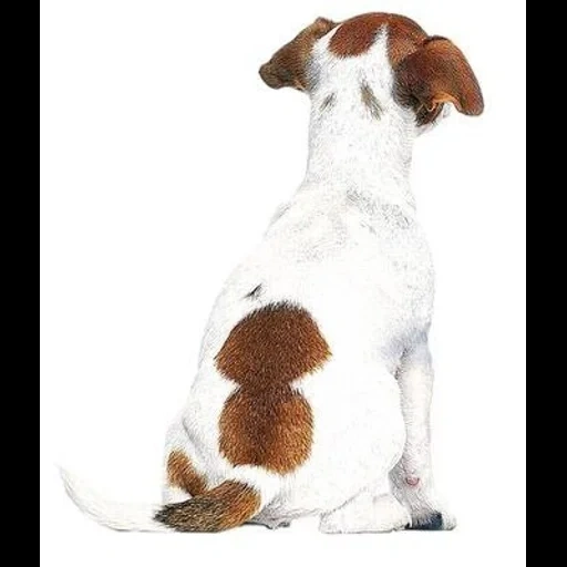 welpe jack russell, jack russell rasse, terrier jack russell, hund jack russell terrier, züchtung jack russell terrier